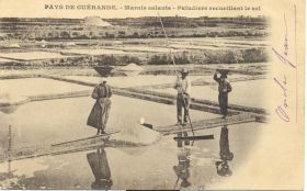 (44 - Loire Atlantique) Batz sur Mer - Marais salants - Paludiers recueillant le sel